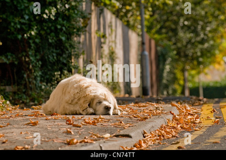 Müde, schläfrig entspannt nach Golden Retriever (cute flauschige Hund) liegen auf Bürgersteig, Schlafen, dösen im Herbst Sonne - West Yorkshire, England, Großbritannien Stockfoto