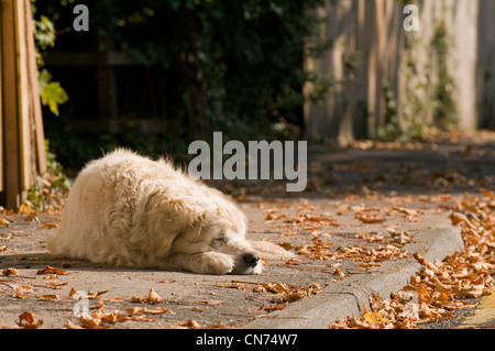 Müde, schläfrig entspannt nach Golden Retriever (cute flauschige Hund) liegen auf Bürgersteig, Schlafen, dösen im Herbst Sonne - West Yorkshire, England, Großbritannien Stockfoto