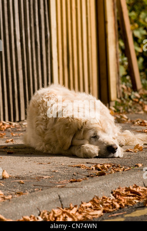 Müde, schläfrig entspannt nach Golden Retriever (cute flauschige Hund) liegen auf Bürgersteig, Schlafen, dösen im Herbst Sonne - West Yorkshire, England, Großbritannien Stockfoto