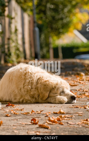 Müde, schläfrig entspannt nach Golden Retriever (cute flauschige Hund) liegen auf Bürgersteig, Schlafen, dösen im Herbst Sonne - West Yorkshire, England, Großbritannien Stockfoto