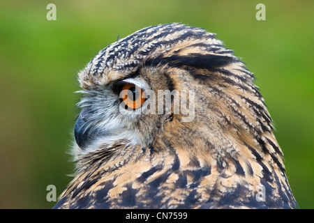 Eurasische Uhu - Bubo bubo Stockfoto