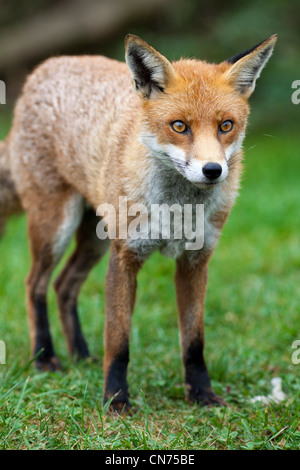 Red Fox - Vulpes vulpes, UK, Nahaufnahme Stockfoto