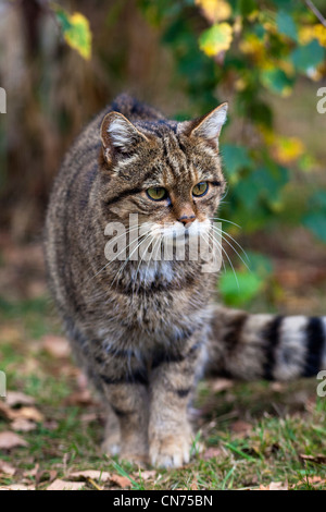 Wildkatze - Felis Silvestris - zu Fuß Stockfoto