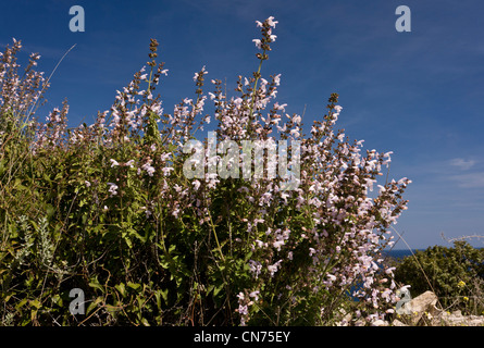 Wilder Salbei oder dreiblättrige Salbei, Salvia Fruticosa in Blüte; Frühling, Chios, Griechenland Stockfoto