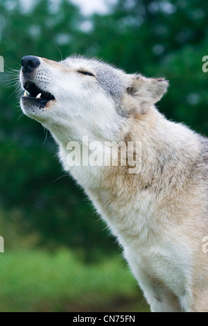 Grau oder grau Wolf heulen - Canis Lupus Stockfoto