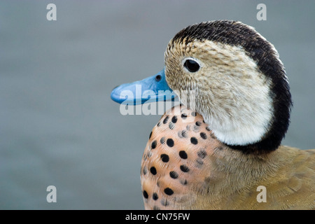 Beringter Teal - Callonetta Leucophrys - Porträt, UK Stockfoto