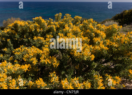 Baum-Medick oder strauchige Medick, Medicago Arborea auf der Küste von Chios, Griechenland. Stockfoto
