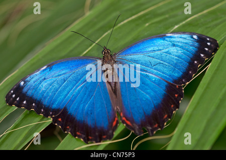 Ein Erwachsener Blue Morpho-Schmetterling Stockfoto