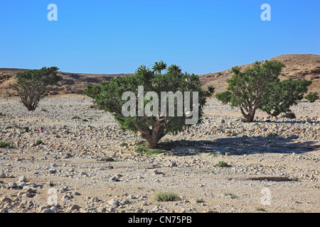 Wadi Dawqah, Weihrauchbaumkulturen, UNESCO-Weltkulturerbe / Naturerbe, Boswellia Sacra Carterii Bei Salalah, Oman Stockfoto