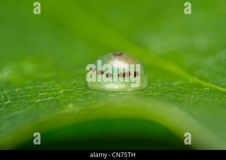 Nahaufnahme eines Eies der Blue Morpho-Schmetterling Stockfoto