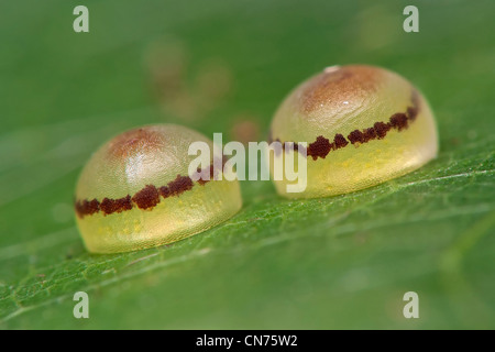 Nahaufnahme von Eiern von der blauen Morpho-Schmetterling Stockfoto