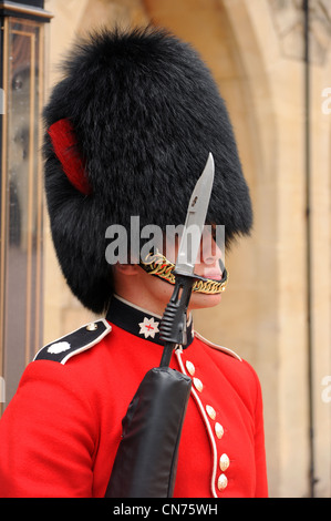 Ein Coldstream Guard auf Royal Guard Aufgaben bei Königin Elizabeths Residenz, Schloss Windsor. Stockfoto