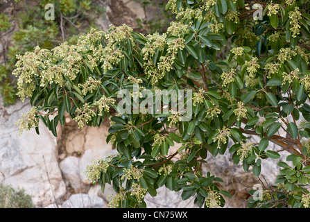 Östliche Erdbeerbaum, Arbutus Andrachne in Blüte im Frühjahr, Chios, Griechenland Stockfoto