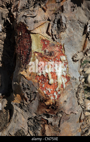 Wadi Dawqah, Weihrauchbaumkulturen, UNESCO-Weltkulturerbe / Naturerbe, Boswellia Sacra Carterii Bei Salalah, Oman Stockfoto