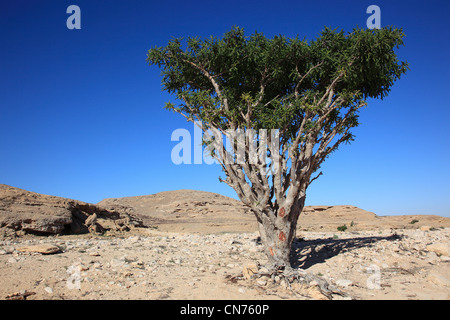 Wadi Dawqah, Weihrauchbaumkulturen, UNESCO-Weltkulturerbe / Naturerbe, Boswellia Sacra Carterii Bei Salalah, Oman Stockfoto