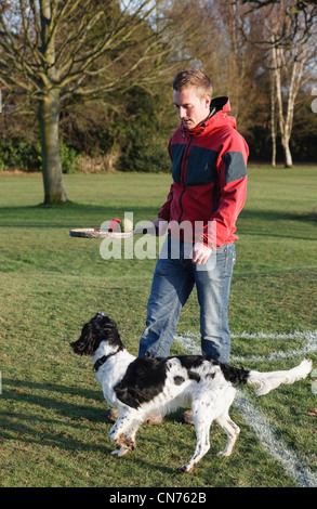 Hund läuft mit einem Mann, der einen schwarz-weißen englischen Springer Spaniel Hund für einen täglichen Spaziergang in einem öffentlichen Park nimmt, um Ball zu spielen. England, Großbritannien Stockfoto