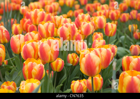 Gelbe und rote Tulpen Blumen Stockfoto