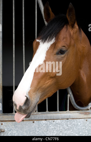 Bay Horse seine tonque heraus haften während Karfreitag Veranstaltungen 2012 Middleham Stables Tag der Offenen Tür, North Yorkshire, UK Die Dales Stockfoto