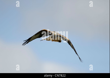 Rotmilan im Flug die Linse starrte Stockfoto