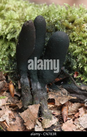 Toter Mann Finger Pilze Stockfoto