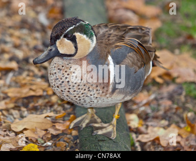 Baikal Krickente (Anas Formosa), UK Stockfoto