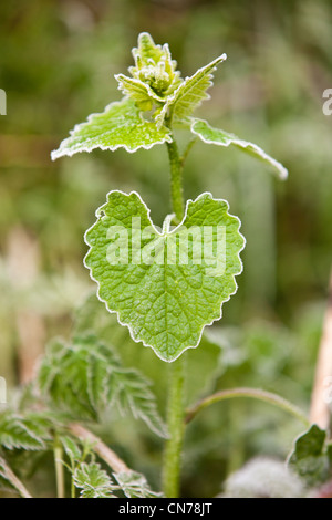 Toten Brennessel Blätter rimed mit Frost in Shropshire, England Stockfoto