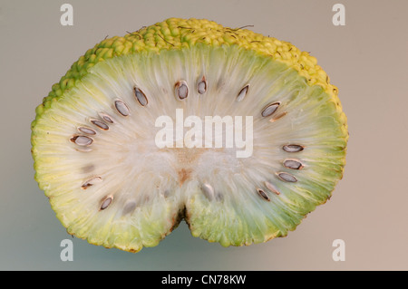 Frucht der Osage-Orange, Maclura pomifera Stockfoto