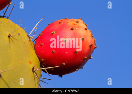 Stachelige Birne Kaktus Frucht (indische Feigen) Stockfoto