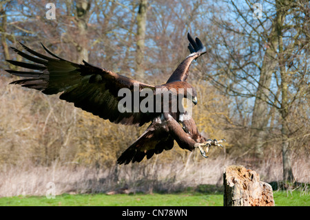 ein Steinadler im Flug über den Boden auf einem alten Baumstumpf Stockfoto