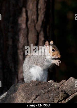 ein Grauhörnchen auf einem alten Baumstumpf sitzend Stockfoto