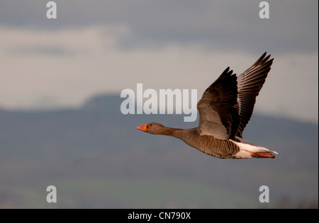 eine Graugans im Flug Stockfoto