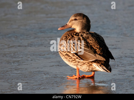 eine weibliche Stockente auf gefrorenem Wasser stehend Stockfoto