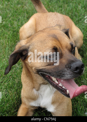 Glücklicher Hund lächelnd Stockfoto