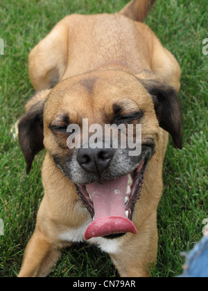 Glücklich lächelnd Hund Stockfoto