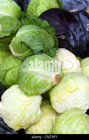 Ein Haufen frischer Kohl-Köpfe in die grüne und rote Sorte. Stockfoto