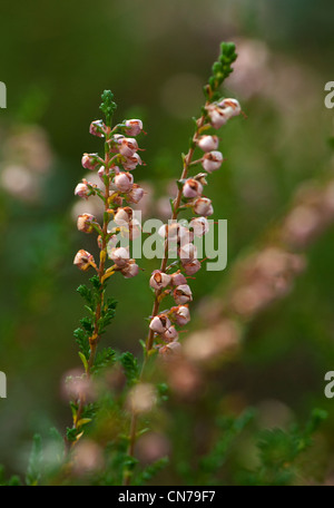 Heather, Calluna Vulgaris.  Heather Familie Ericaceae. Stockfoto