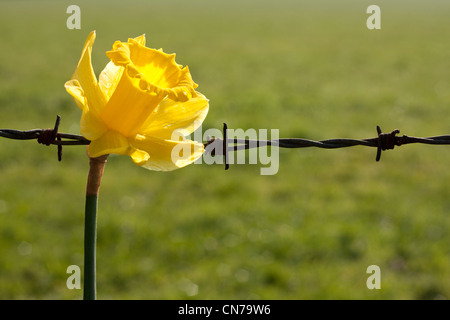 Blume mit Stacheldraht als Symbol oder Metapher für Leben und Tod, gut und Böse etc.. Landschaft-Hintergrund, in der Landschaft. Stockfoto