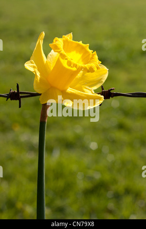 Blume mit Stacheldraht als Symbol oder Metapher für Leben und Tod, gut und Böse etc.. Hintergrund Landschaft im Porträt. Stockfoto