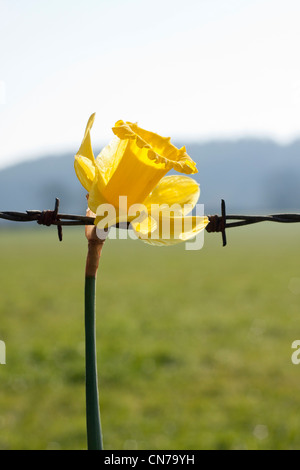 Blume mit Stacheldraht als Symbol oder Metapher für Leben und Tod, gut und Böse etc.. Hintergrund Landschaft im Porträt. Stockfoto