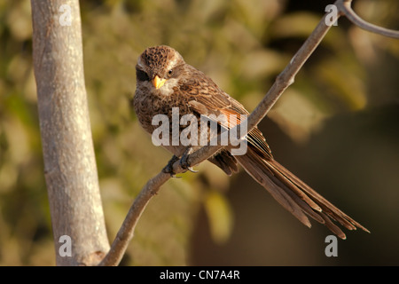 Yellow-billed Shrike Stockfoto