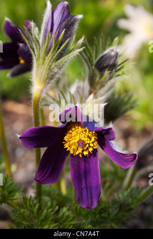 Lila Pulsatilla Vulgaris in voller Blüte. Stockfoto