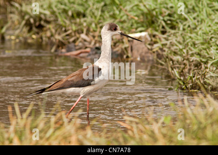 Stelzenläufer Stockfoto