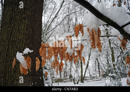 Blätter im Schnee in London Highgate Woods Stockfoto