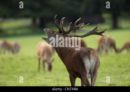 Brüllender Rotwild Hirsch Cervus elaphus Stockfoto