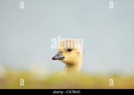 Gosling Stossen Kopf über einen Grünstreifen Stockfoto