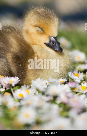 Gosling schlafend im Gänseblümchen Stockfoto