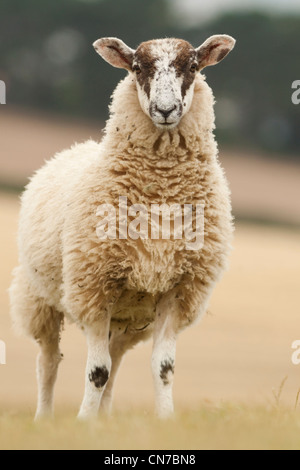 Domestizierte Schafe Stockfoto