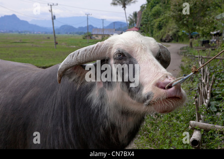 Wasserbüffel in einem Feld in der Nähe von einem Bauernhof. Rantepao, Sulawesi, Indonesien, Pazifik, Süd-Asien Stockfoto