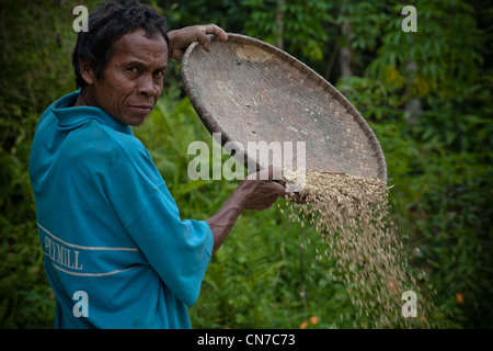 Menschen vor Ort zu trennen die Reiskörner aus dem Stiel und Schale, Rantepao Toraja Sulawesi Indonesien, Pazifik, Süd-Asien Stockfoto