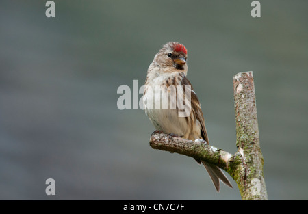 gemeinsamen Redpoll stehend auf einem Ast Stockfoto
